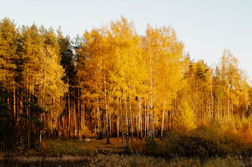 Ingyenes stockfotó fák, fehér ég, füves vidék témában
