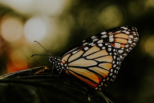 Monarch Butterfly Perched on Green Leaf in Close Up Photography