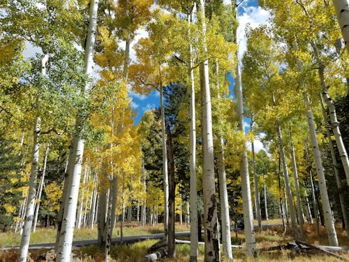 Free stock photo of aspen, trees Stock Photo