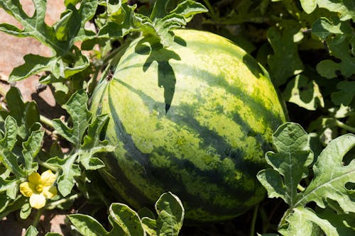 Ilmainen kuvapankkikuva tunnisteilla hedelmä, meloni, puutarha