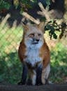 Red Fox Sitting on Ground in Fenced Area