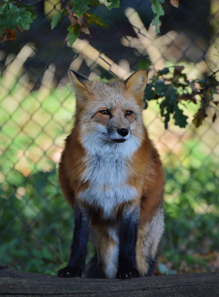 Red Fox Sitting On Ground In Fenced Area