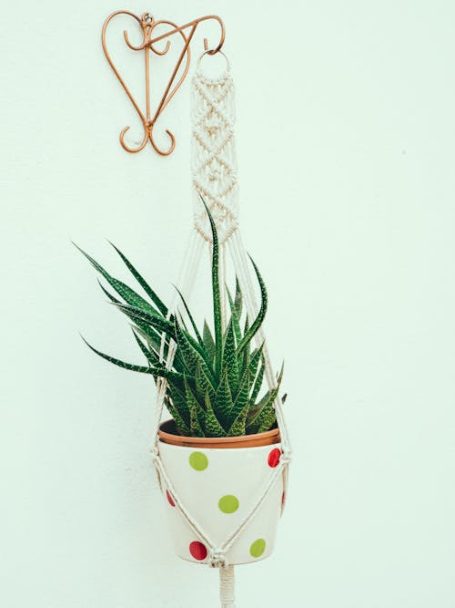 Gratis lagerfoto af hængende plante, macrame, potteplante