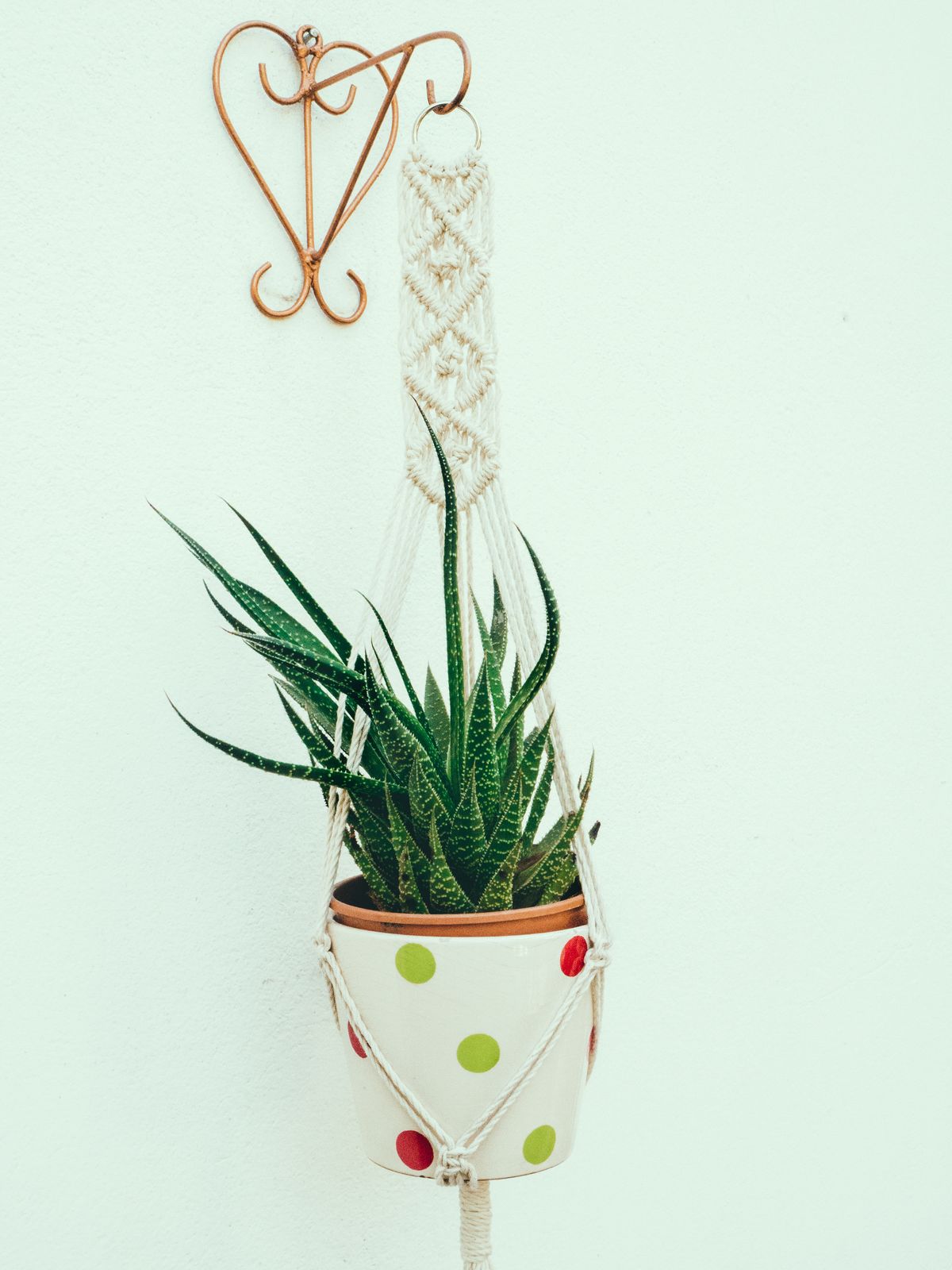Macrame plant hanger holding a small potted plant