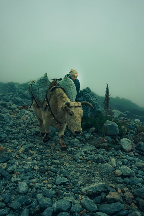 Person walking with his Cow 