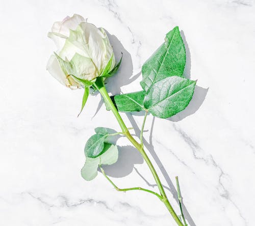 Free White Rose on a White Marble Stock Photo