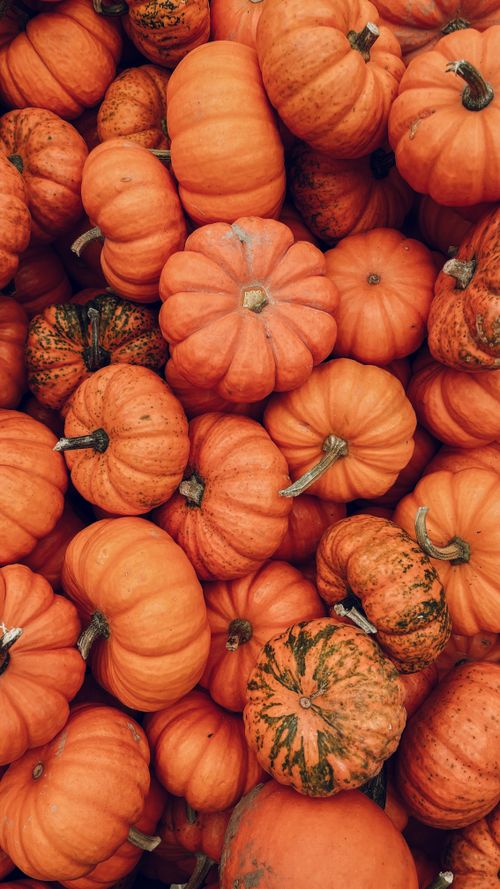 Free A vibrant collection of orange pumpkins perfect for autumn themes and seasonal decorations. Stock Photo