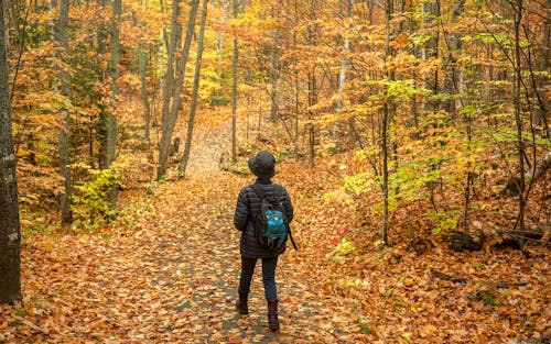 Free Person in Black Jacket Walking in the Woods Stock Photo