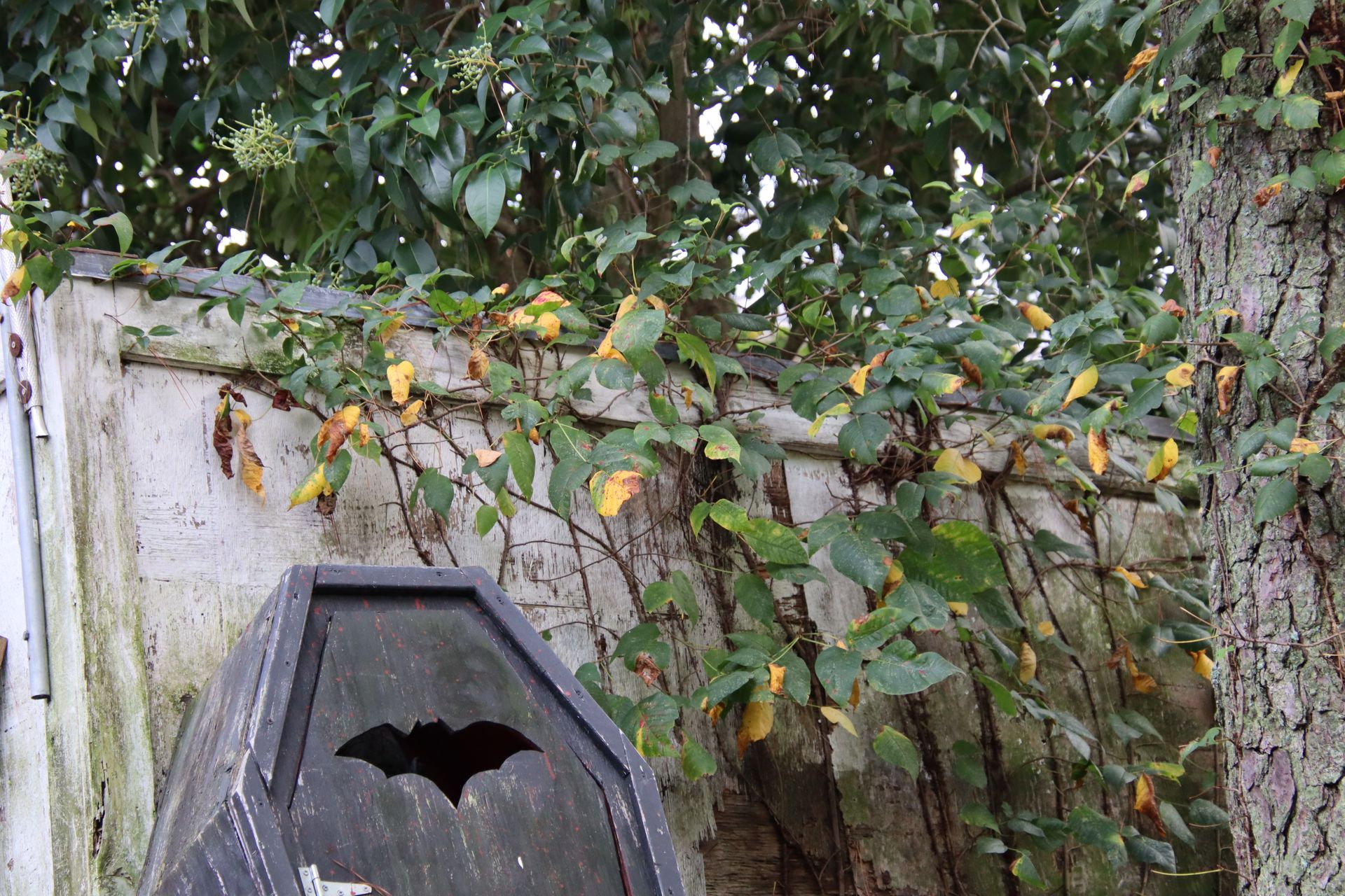 A Halloween-themed outdoor scene featuring a wooden coffin with a bat design amidst foliage.