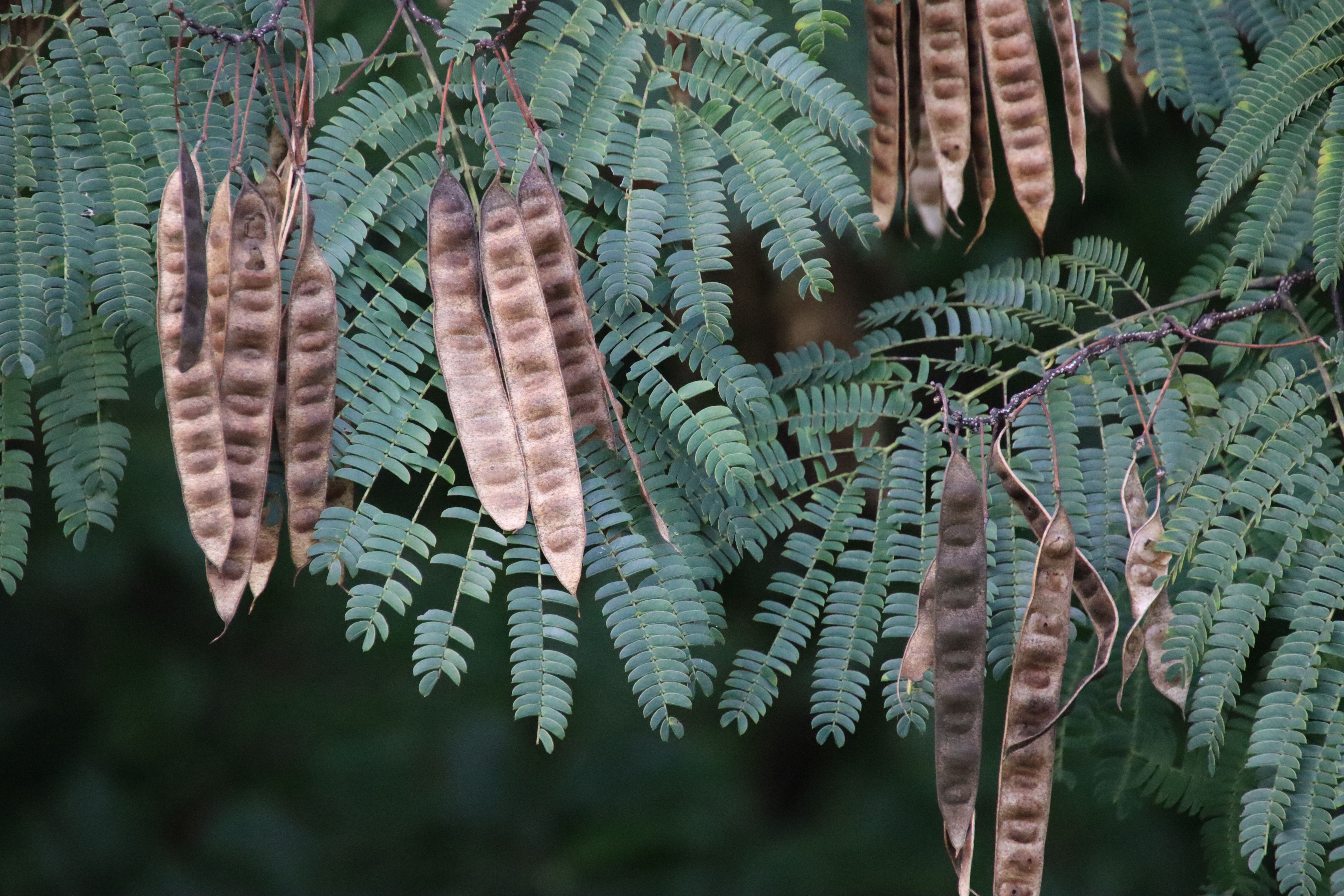 Domesticação da Gleditsia sinensis gera dilema entre produtividade e qualidade de compostos bioativos