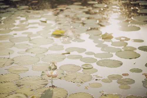 Immagine gratuita di corpo d'acqua, fiori, galleggiante