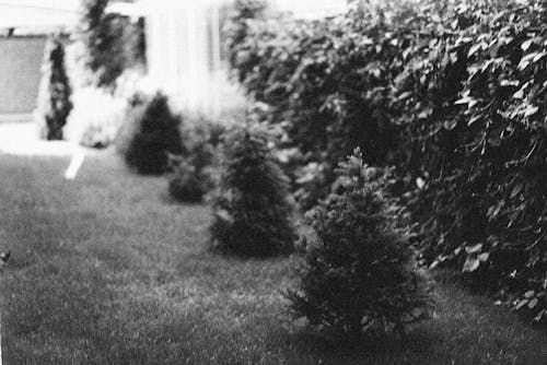 Foto d'estoc gratuïta de blanc i negre, camp d'herba, escala de grisos
