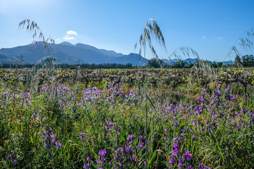 A Purple Flowers on the Field Near the Mountain Under the Blue Sky