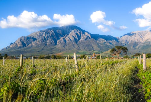 A Green Grass Field Near the Mountain Under the Blue Sky