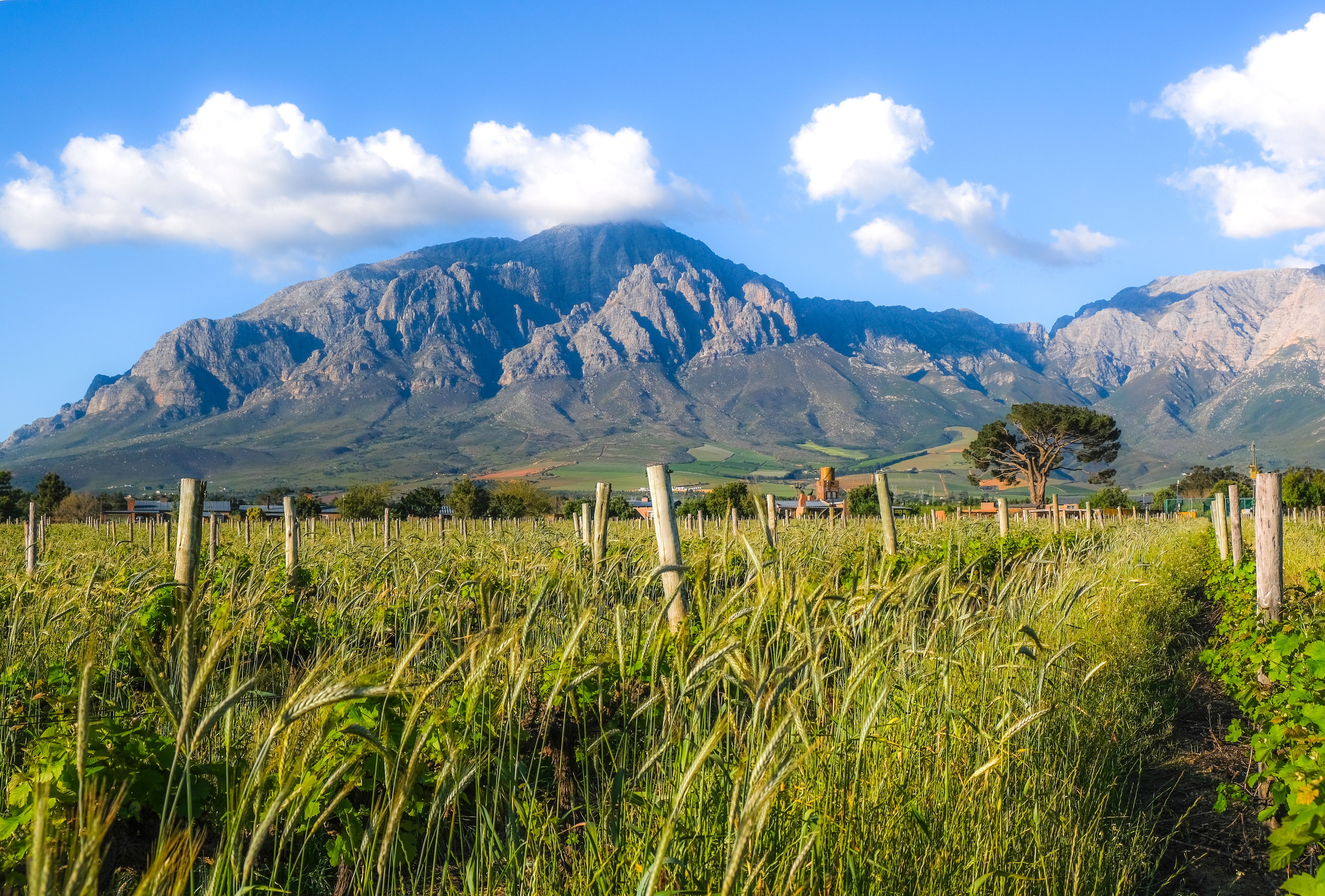 Grass Field Near Mountain under Blue Sky and White Clouds · Free Stock ...