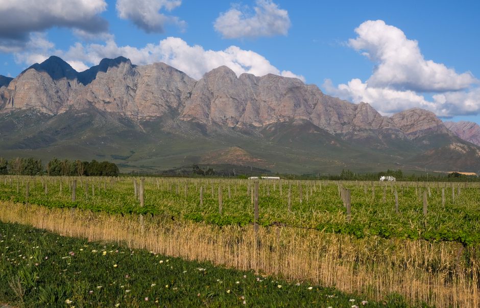 People enjoying the Franschhoek Wine Tram experience in South Africa