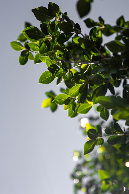 Free Vibrant green leaves backlit by sunlight against a blurred sky background Stock Photo