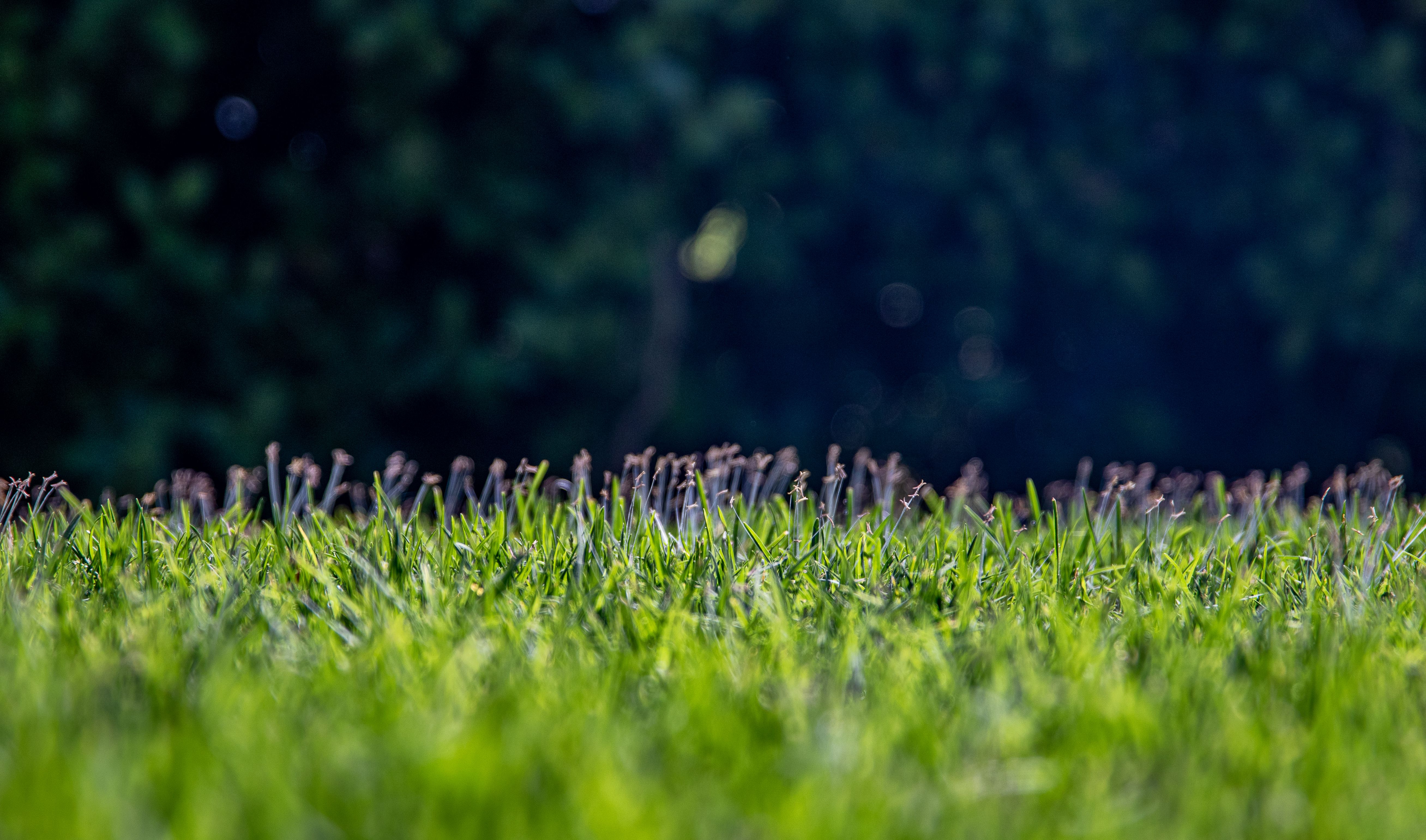 A detailed close-up view of lush green grass in an outdoor setting, showcasing nature's beauty.
