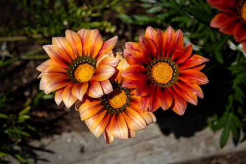 A Close-up Shot of a Blooming Flowers