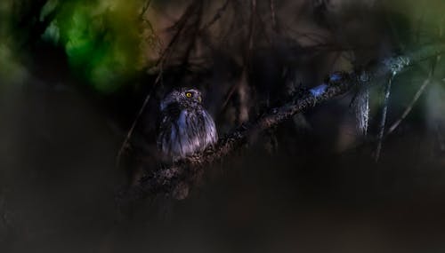 Owl Perched on Tree Branch