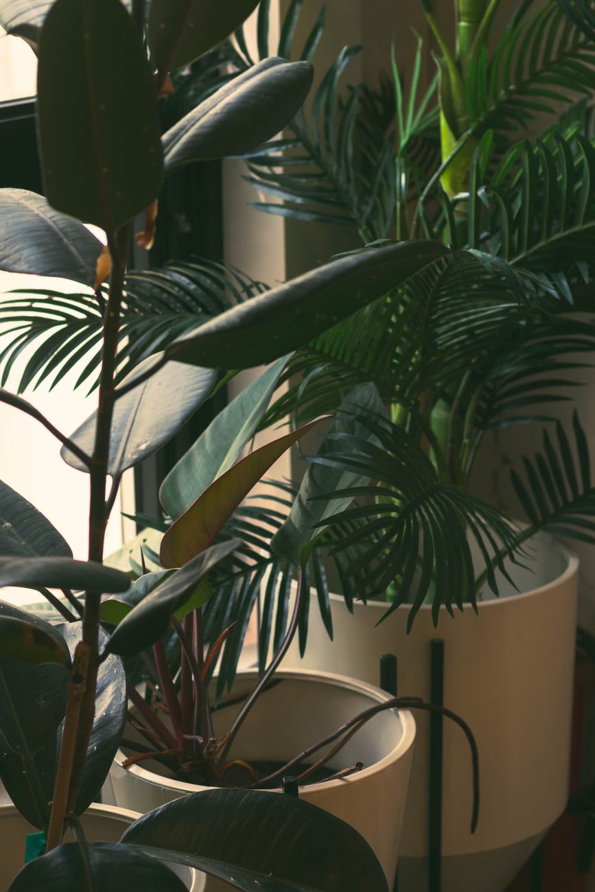 A serene indoor garden with various potted plants by the window, creating a tranquil ambiance.