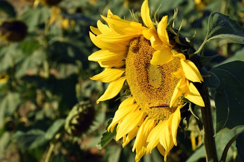 Gratis Warna Bunga Matahari Selektif Foto Stok