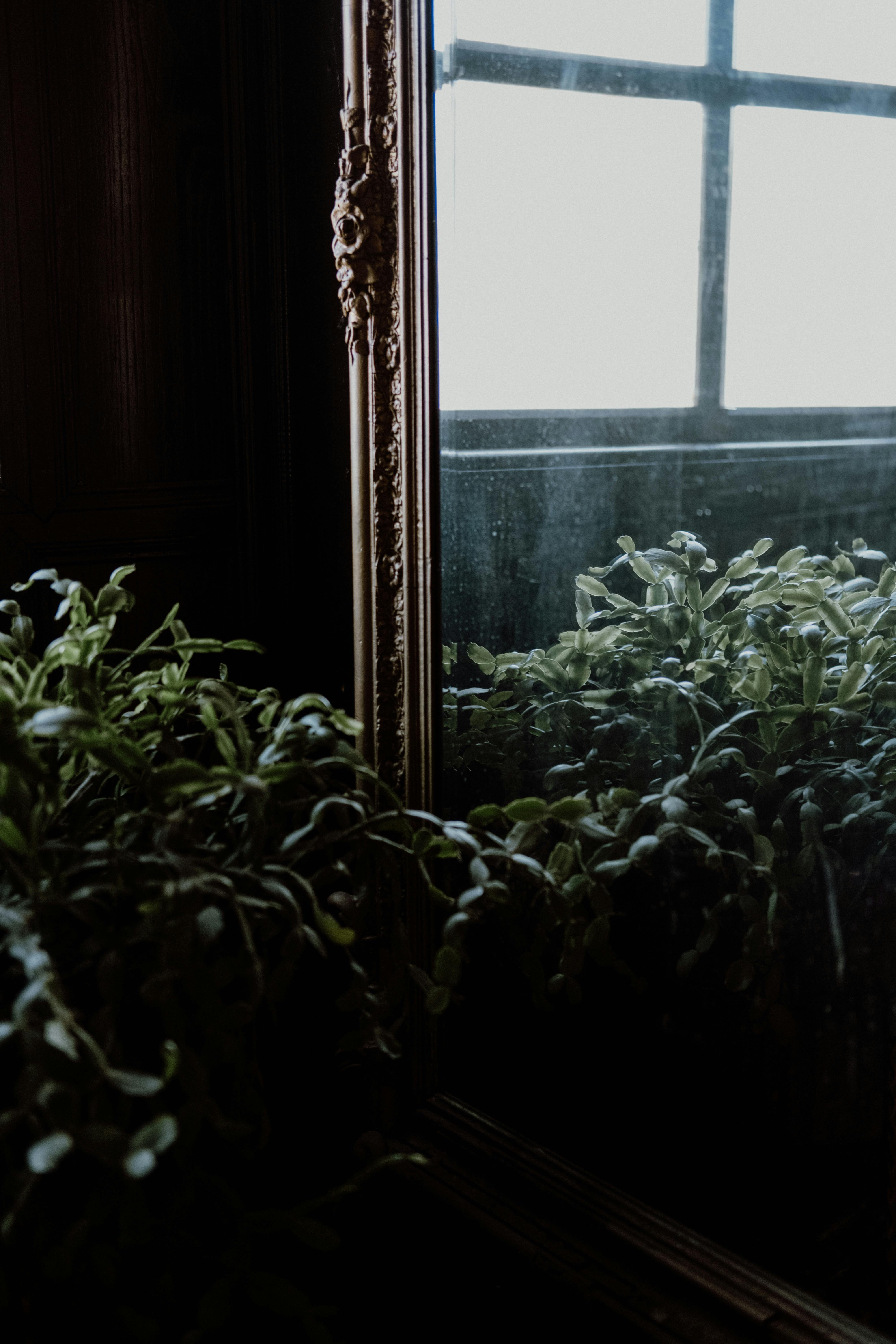Indoor plants reflected in a vintage mirror with a window view, creating a serene atmosphere.