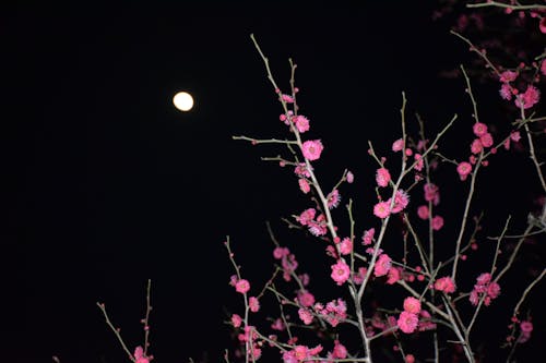 Foto stok gratis bulan, bunga, malam