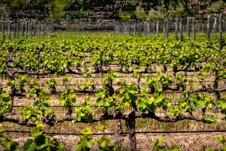 Impulsa tu negocio rural con las ayudas Leader