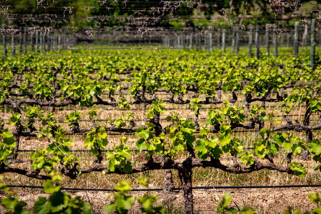 Photo of a Vineyard with Green Plants
