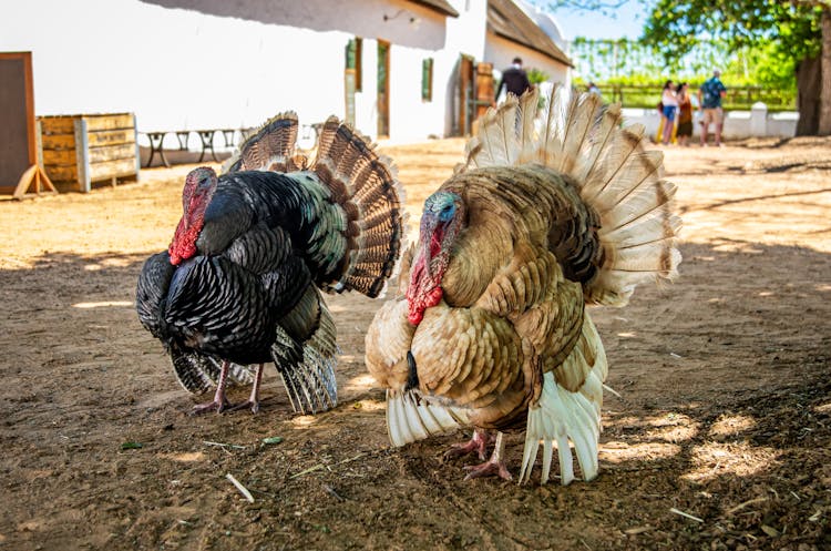 Photograph Of Turkeys In A Farm