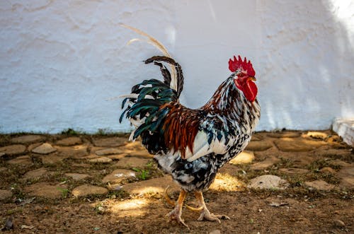 White Red and Black Rooster on Brown Soil