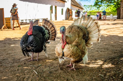 Photograph of Brown and Black Turkeys