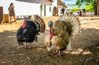 Photograph of Brown and Black Turkeys