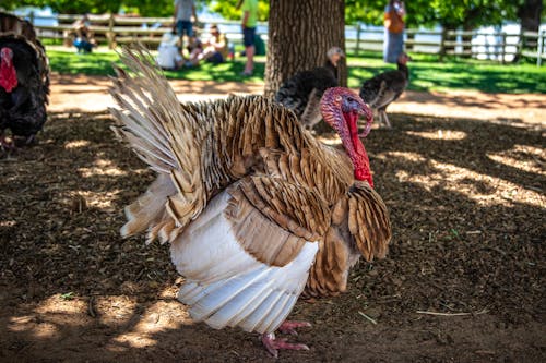 Photo of a Brown and White Turkey