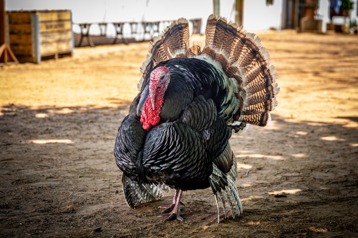 Turkey