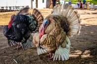 A Black Turkey Beside a Brown Turkey