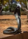 Black and White Snake on Brown Ground