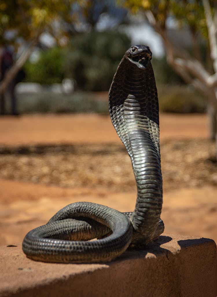 Close Up Photo Of A Snake