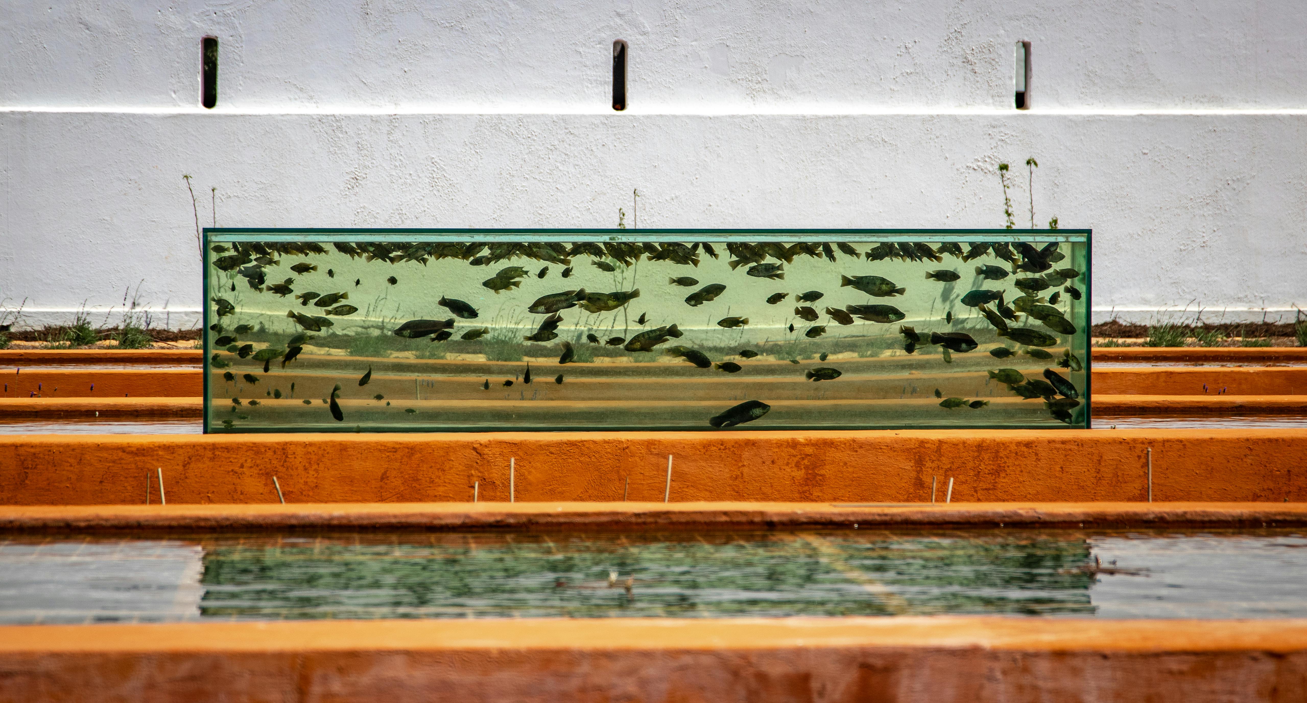 Backyard Fish Ponds – A How To