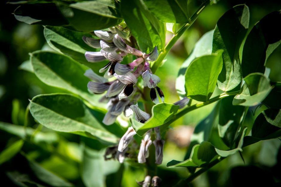 A bean plant in flower — the flowering stage is when heat above the safe range makes the flowers and young pods drop before they set.