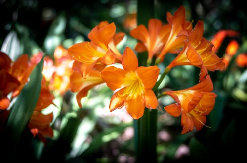 Close-Up Photograph of Orange Clivia Flowers
