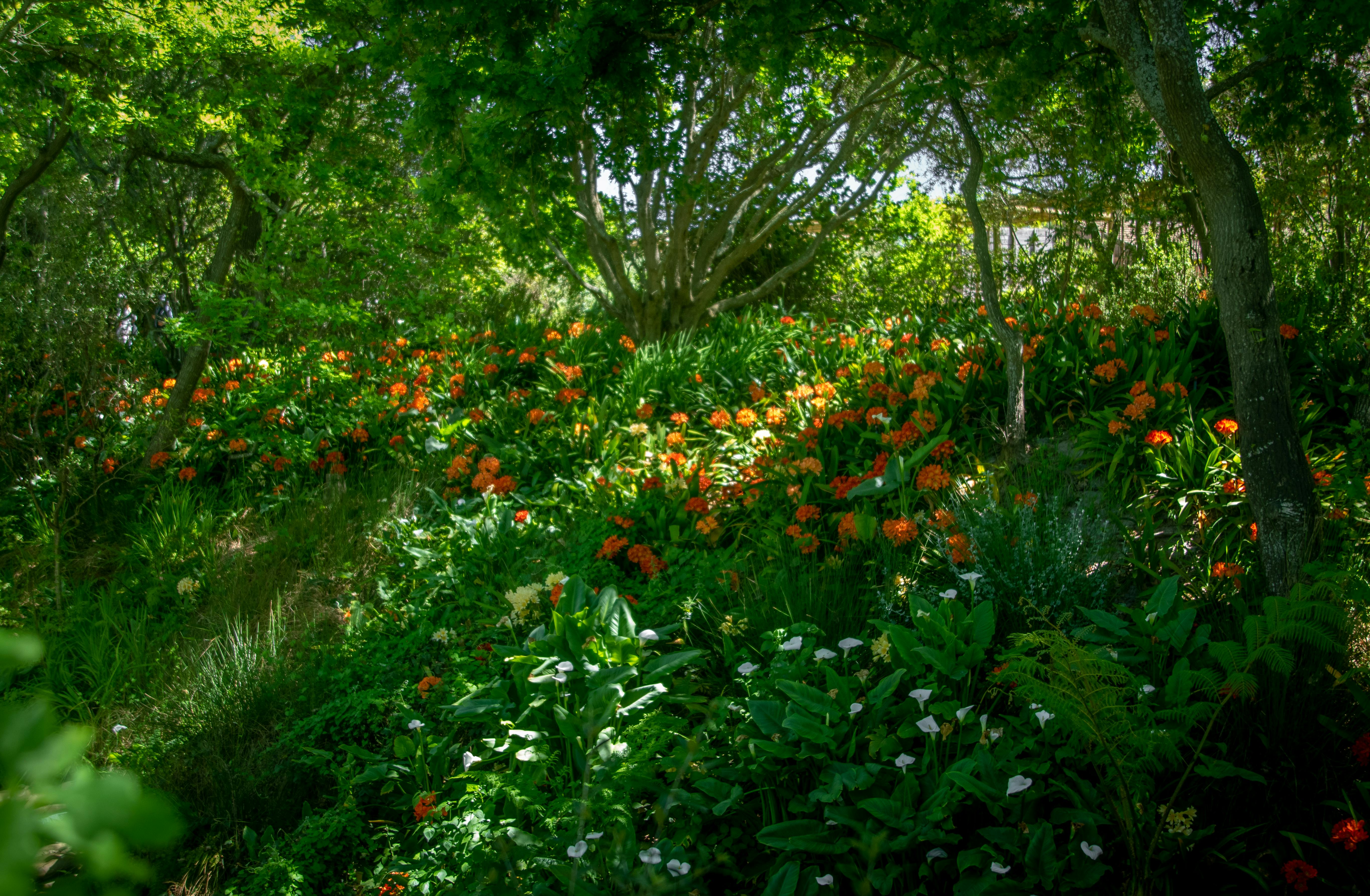 Trees surrounded with Flower Bearing Plants · Free Stock Photo