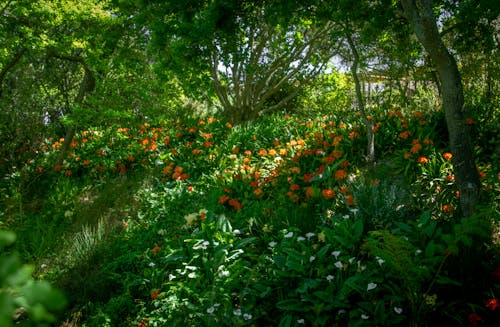 무료 백합, 자연, 정원의 무료 스톡 사진