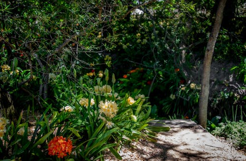 Δωρεάν στοκ φωτογραφιών με ανθίζω, άνθος, κήπος