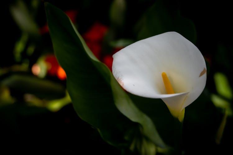 An Arum Lily In Close-Up Photography