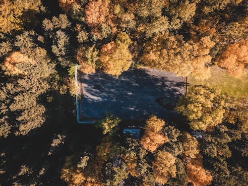 Aerial Footage of Brown Trees