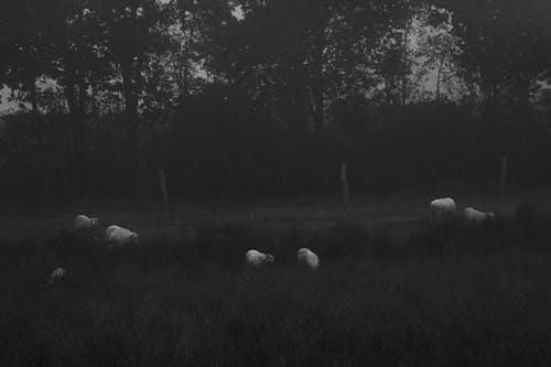 Monochrome Photo of Sheep on Shrubs 