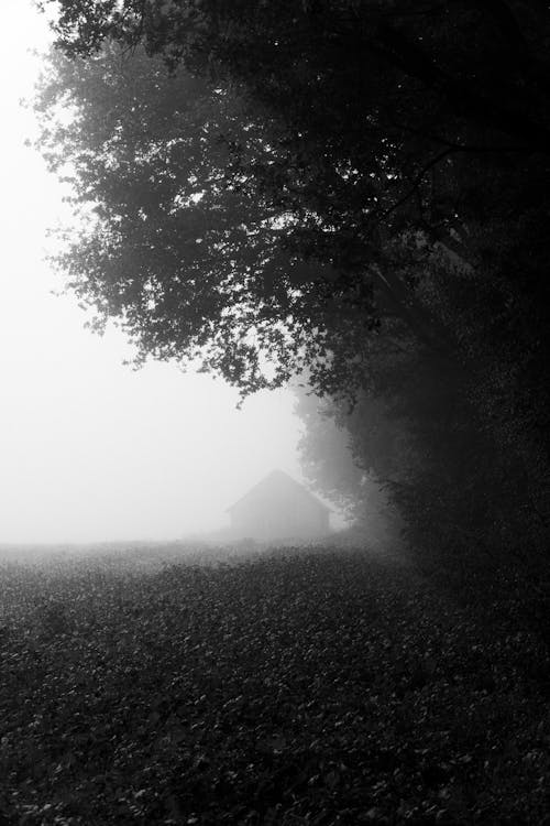 Monochrome Photo of Trees with Leaves During a Hazy Morning