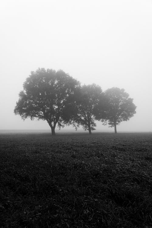Immagine gratuita di alberi, bianco e nero, bw